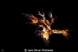 dendronotus regius
Anilao - Philippines
http://www.foto... by Lars Oliver Michaelis 